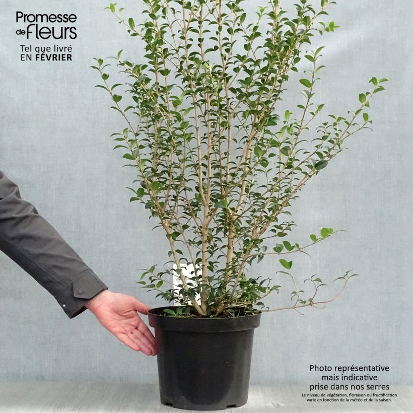 Example of Osmanthus burkwoodii - Schijnhulst Pot van 4 l/5 l as you get in hiver