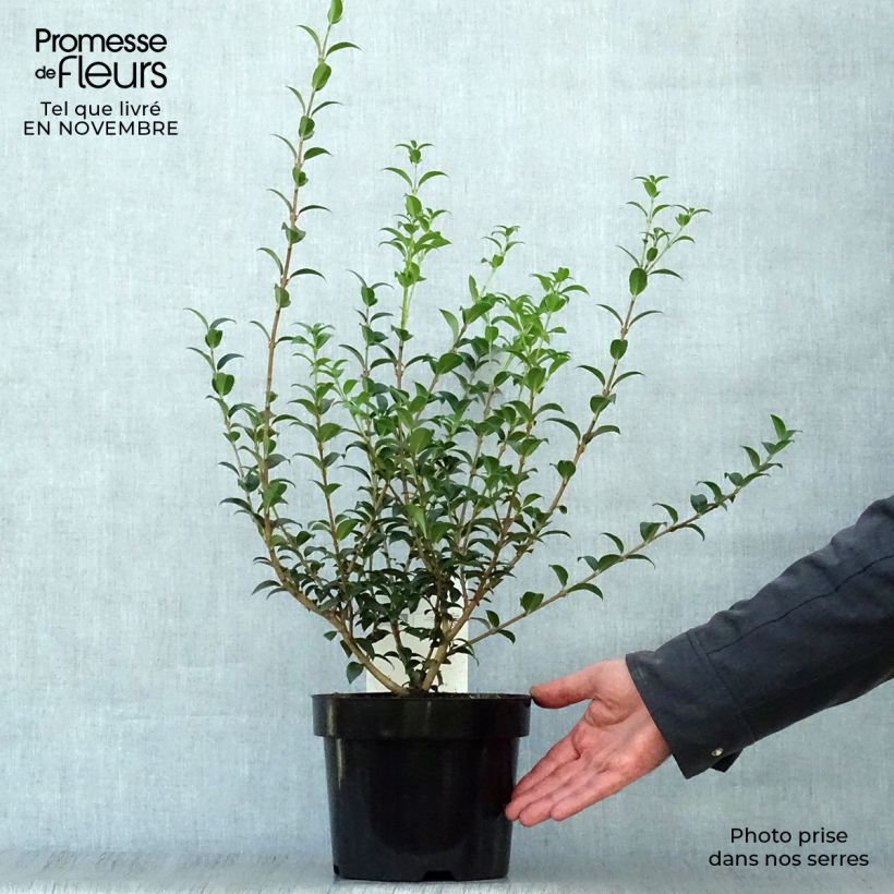 Exemplaar van Osmanthus burkwoodii - Schijnhulst Pot van 2 l/3 l zoals geleverd in de herfst