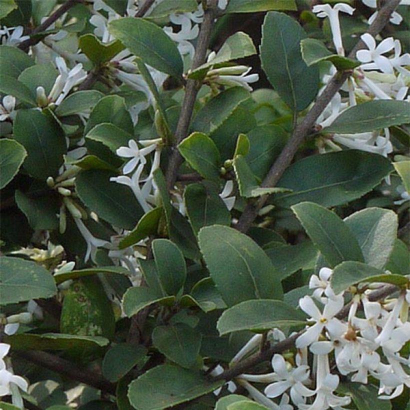 Osmanthus delavayi - Schijnhulst (Foliage)