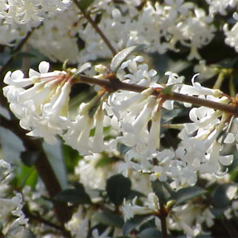 Osmanthus delavayi - Schijnhulst (Flowering)