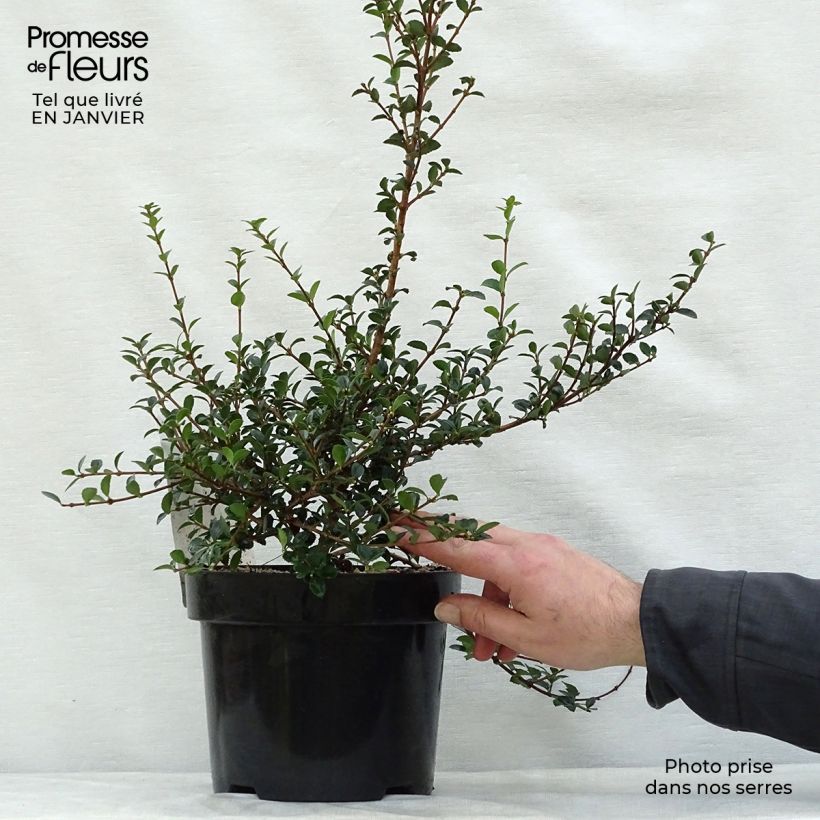 Example of Osmanthus delavayi - Osmanthe de Delavay Pot van 2 l/3 l as you get in hiver
