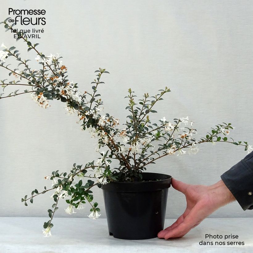Exemplaar van Osmanthus delavayi - Schijnhulst Pot van 2 l/3 l zoals geleverd in de lente