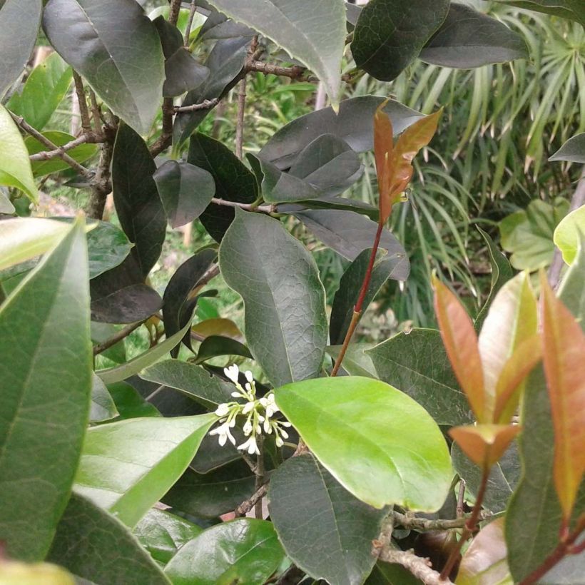 Osmanthus fragrans - Schijnhulst (Foliage)
