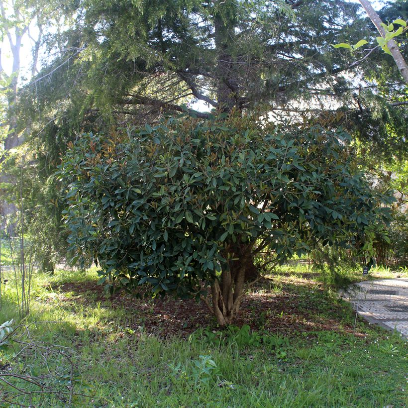 Osmanthus fragrans - Schijnhulst (Groeiplaats)