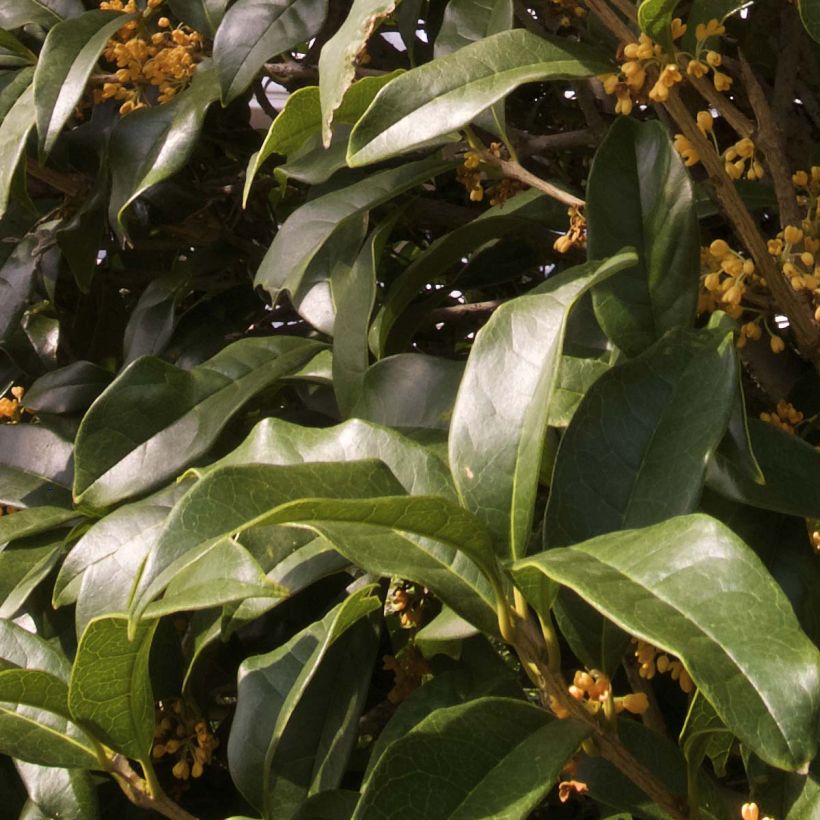 Osmanthus fragrans Aurantiacus - Schijnhulst (Foliage)