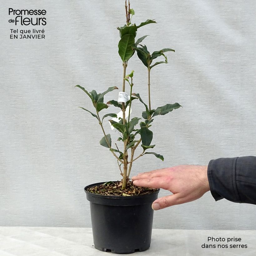 Example of Osmanthus fragrans Aurantiacus - Osmanthe parfumé Pot van 2 l/3 l as you get in hiver