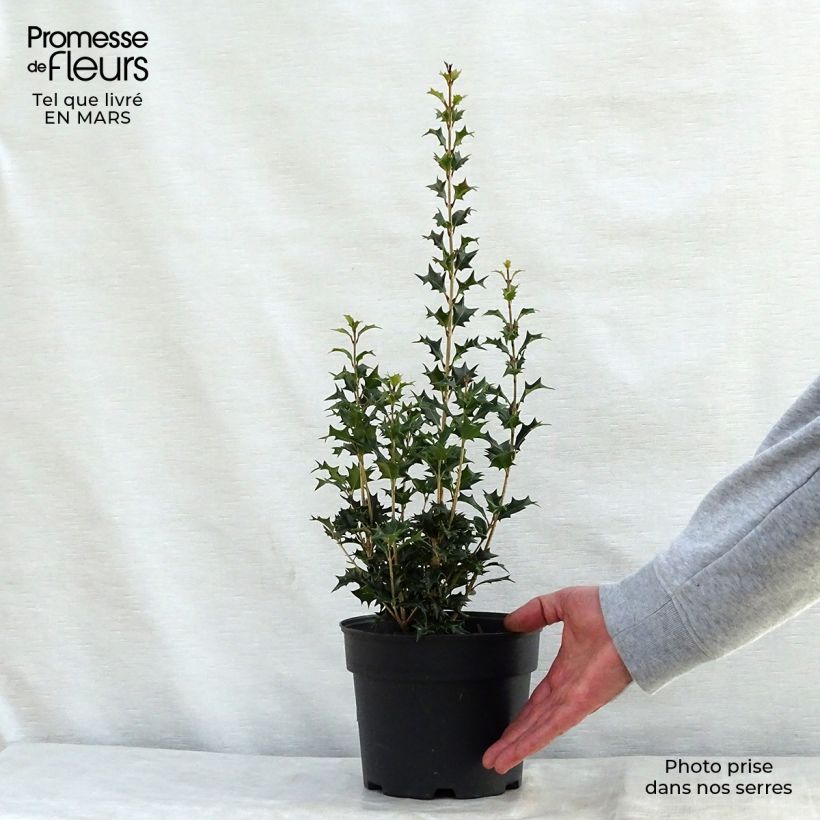 Example of Osmanthus heterophyllus Gulftide Pot van 2 l/3 l as you get in printemps