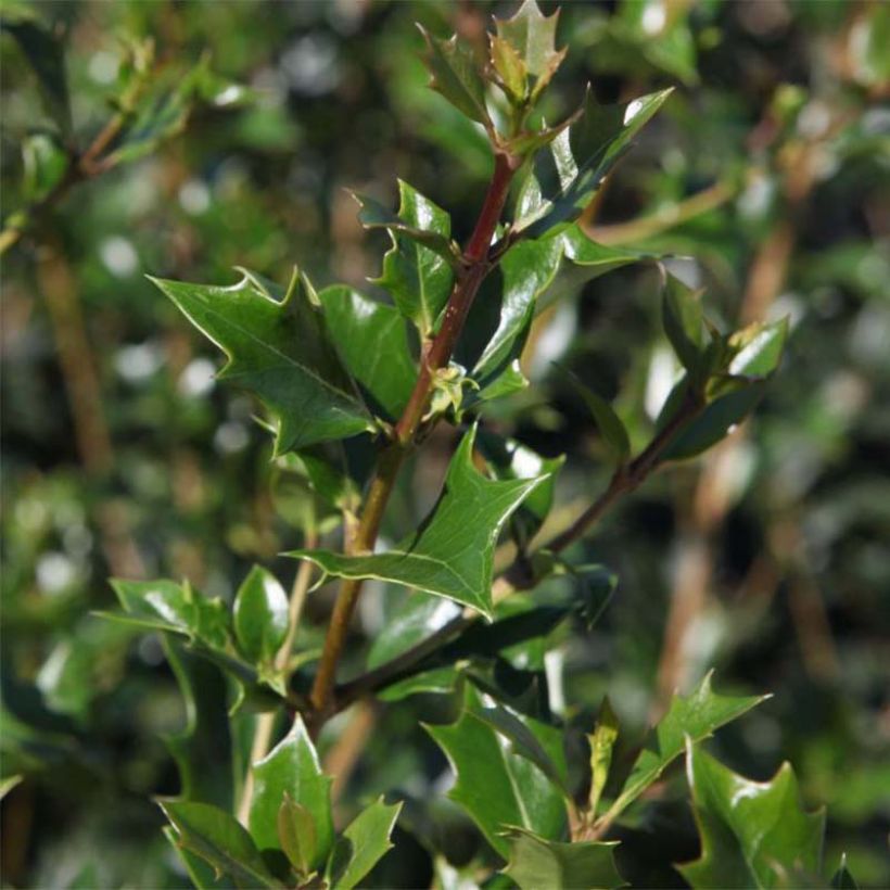 Osmanthus heterophyllus Gulftide - Schijnhulst (Foliage)