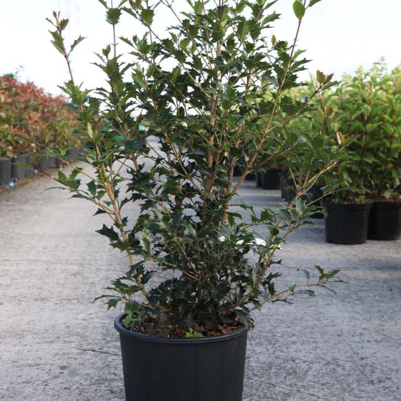 Example of Osmanthus heterophyllus Gulftide Pot van 12 l/15 l as you get