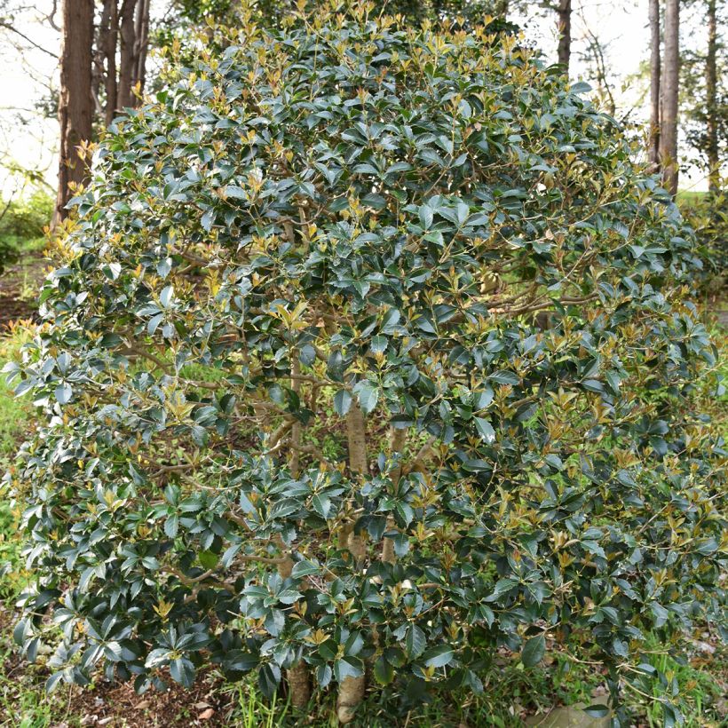Osmanthus heterophyllus - Schijnhulst (Groeiplaats)