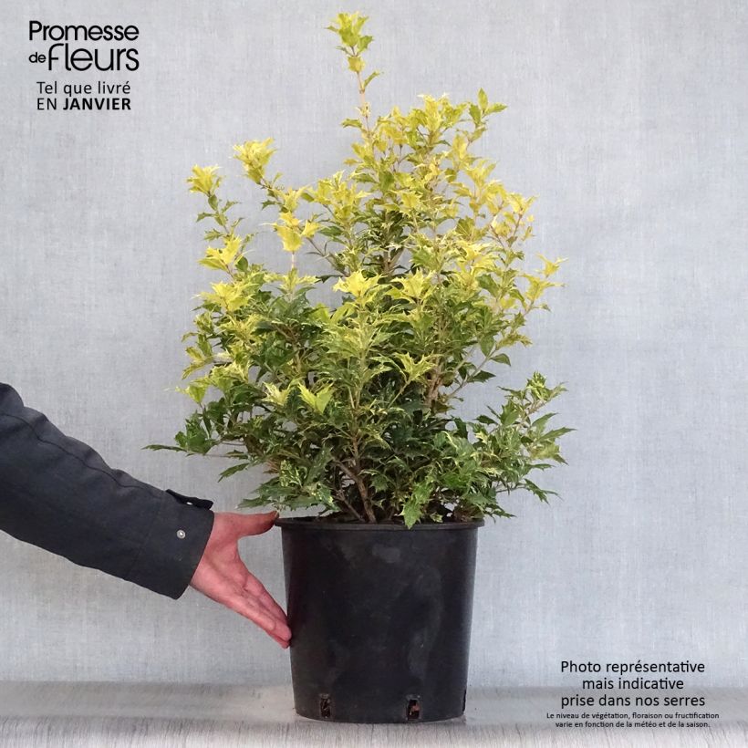 Example of Osmanthus heterophyllus Tricolor - Schijnhulst Pot van 7,5 l/10 l as you get in hiver