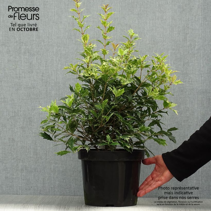Exemplaar van Osmanthus heterophyllus Tricolor - Schijnhulst Pot van 7,5 l/10 l zoals geleverd in de herfst