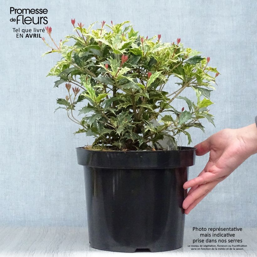 Exemplaar van Osmanthus heterophyllus Tricolor - Schijnhulst Pot van 4 l/5 l zoals geleverd in de lente