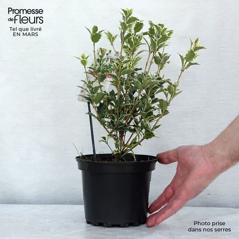 Example of Osmanthus heterophyllus Variegatus - Osmanthe panaché Pot van 2 l/3 l as you get in hiver
