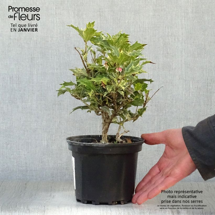 Example of Osmanthus heterophyllus Tricolor - Schijnhulst Pot van 2 l/3 l as you get in hiver