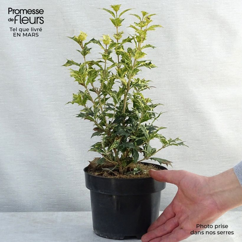 Exemplaar van Osmanthus heterophyllus Tricolor - Schijnhulst Pot van 2 l/3 l zoals geleverd in de lente