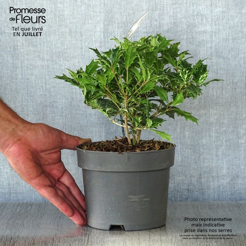 Exemplaar van Osmanthus heterophyllus Tricolor - Schijnhulst Pot van 2 l/3 l zoals geleverd in de zomer