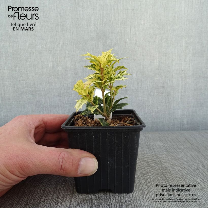 Example of Osmanthus heterophyllus Tricolor - Schijnhulst Kweekpotje van 8/9 cm as you get in hiver