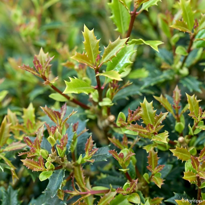 Osmanthus heterophyllus Perfume Party - Schijnhulst (Blad)