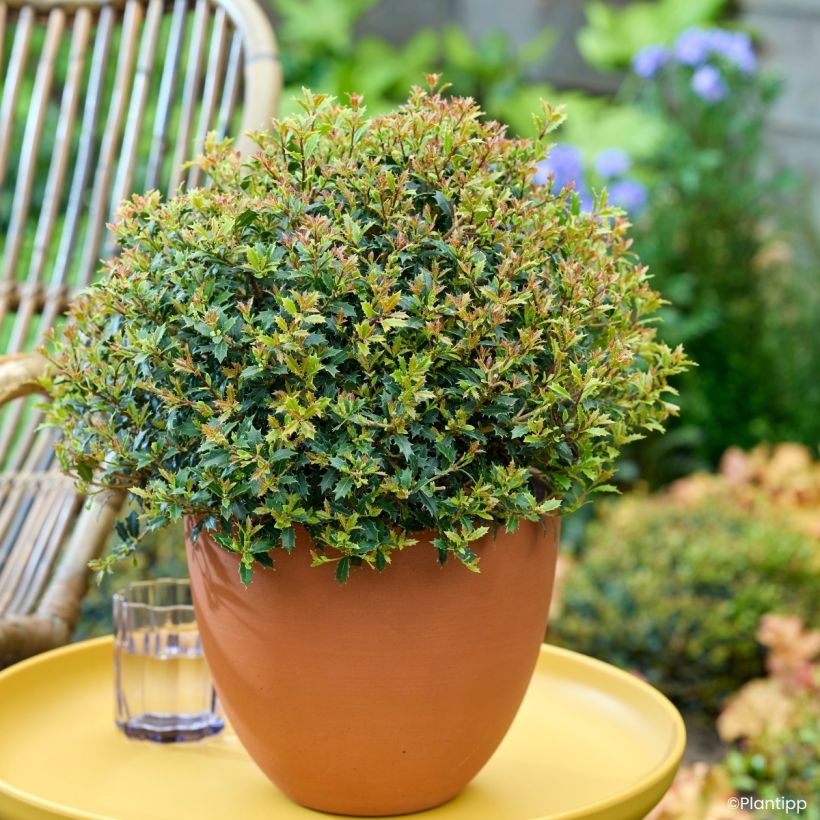 Osmanthus heterophyllus Perfume Party - Schijnhulst (Groeiplaats)