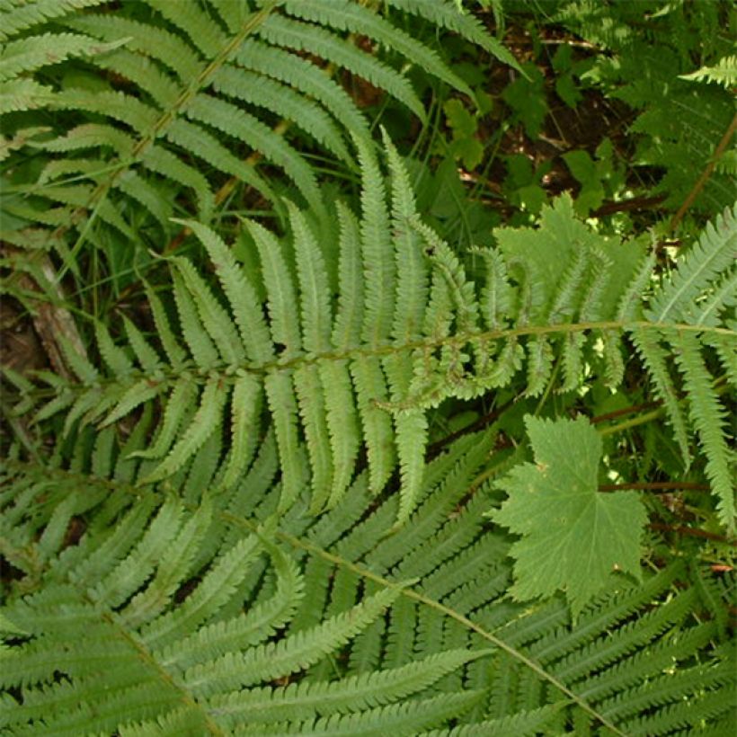 Osmunda claytoniana - Koningsvaren (Foliage)