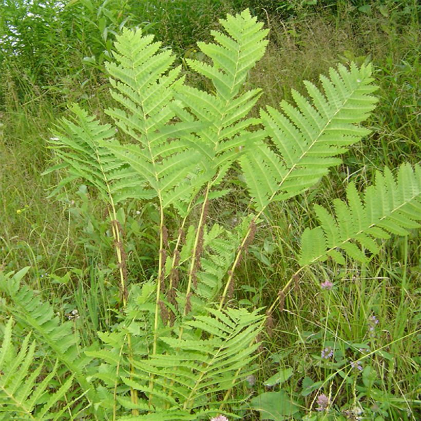 Osmunda claytoniana - Koningsvaren (Plant habit)