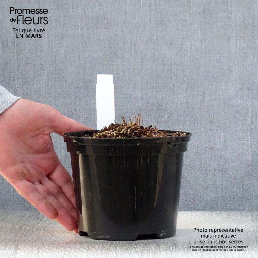 Exemplaar van Osmunda claytoniana - Koningsvaren Pot van 2 l/3 l zoals geleverd in de lente