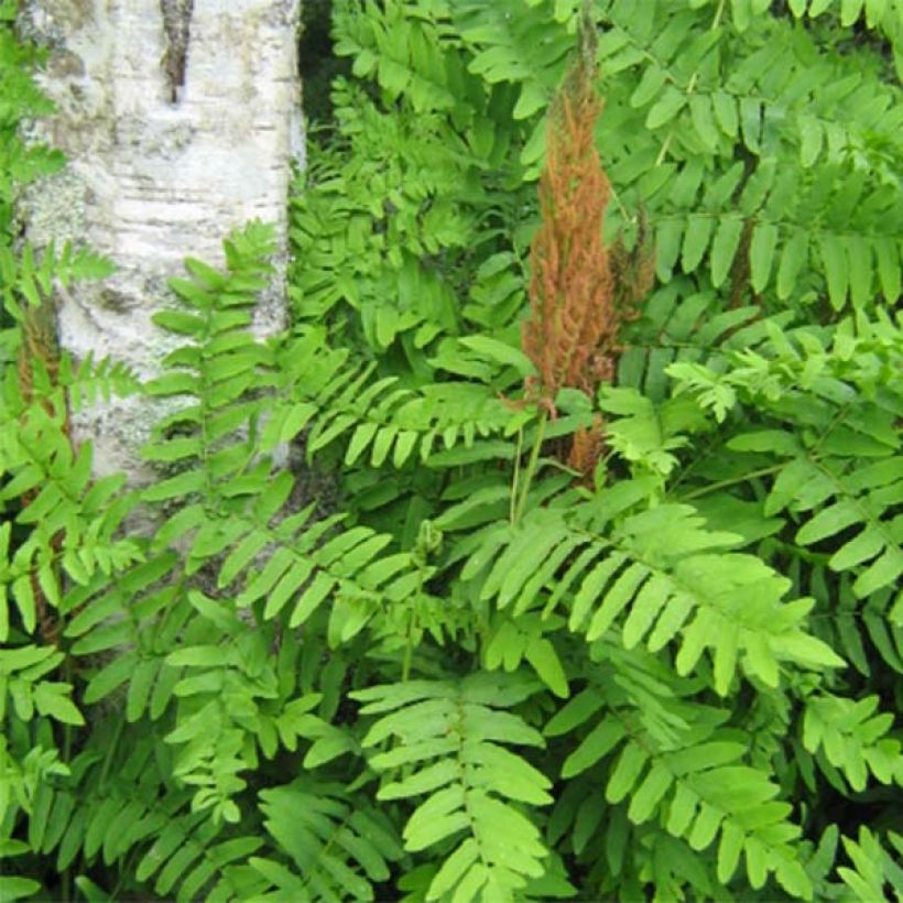 Osmunda regalis Purpurascens - Koningsvaren (Foliage)