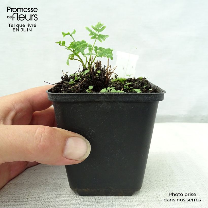 Exemplaar van Osmunda japonica - Koningsvaren Kweekpotje van 8/9 cm zoals geleverd in de zomer