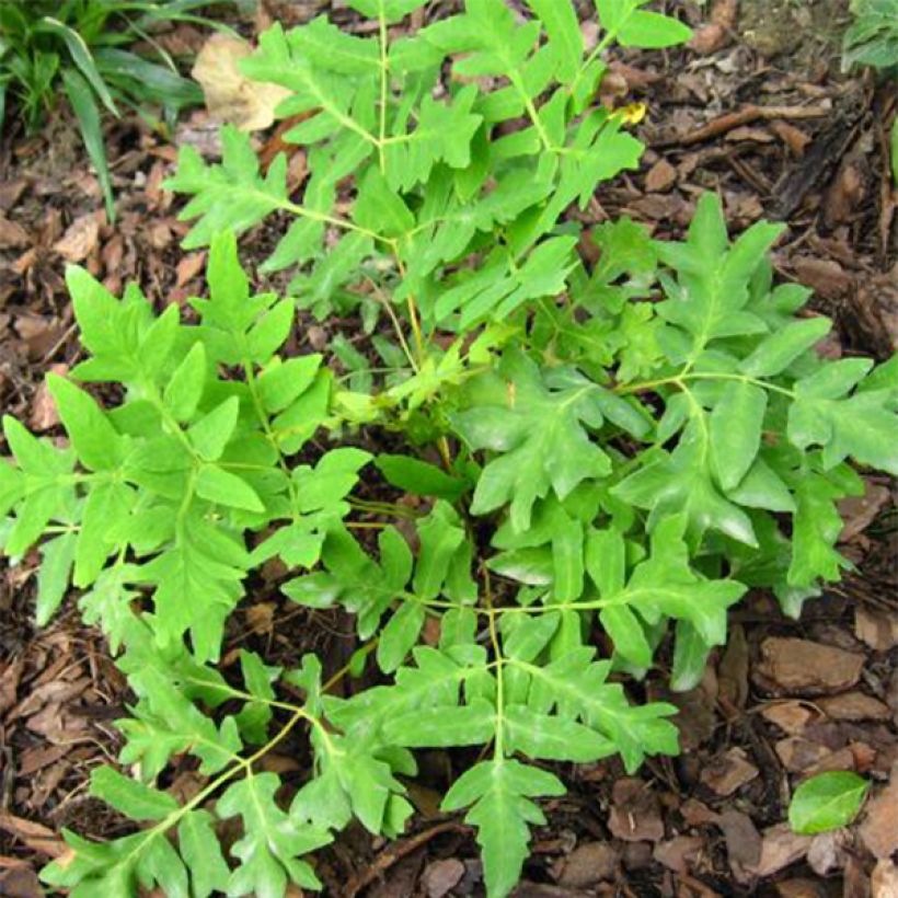 Osmunda regalis Cristata - Koningsvaren (Blad)