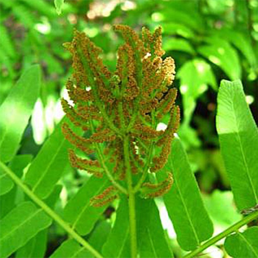 Osmunda regalis Cristata - Koningsvaren (Bloei)