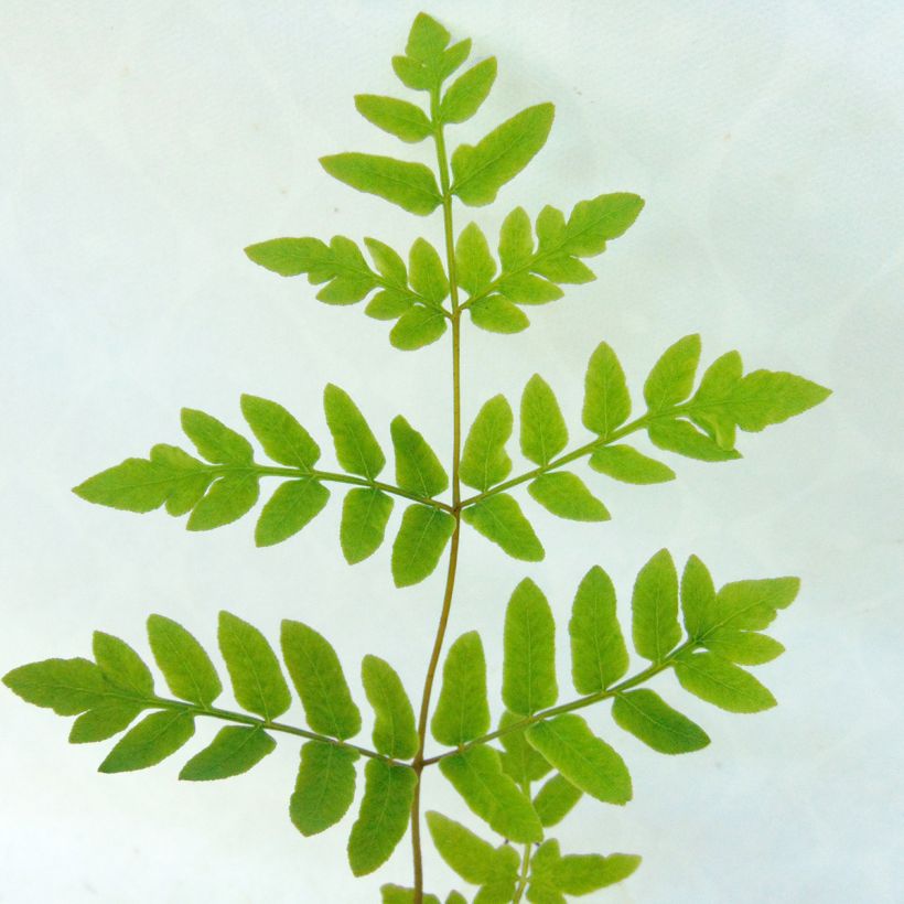 Osmunda regalis - Koningsvaren (Foliage)