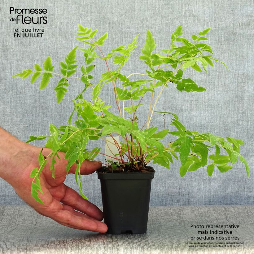 Exemplaar van Osmunda regalis Purpurascens - Koningsvaren Kweekpotje van 8/9 cm zoals geleverd in de zomer