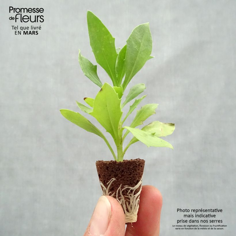 Example of Osteospermum Cape Daisy White Mini-mot Ø 3/4 cm as you get in printemps