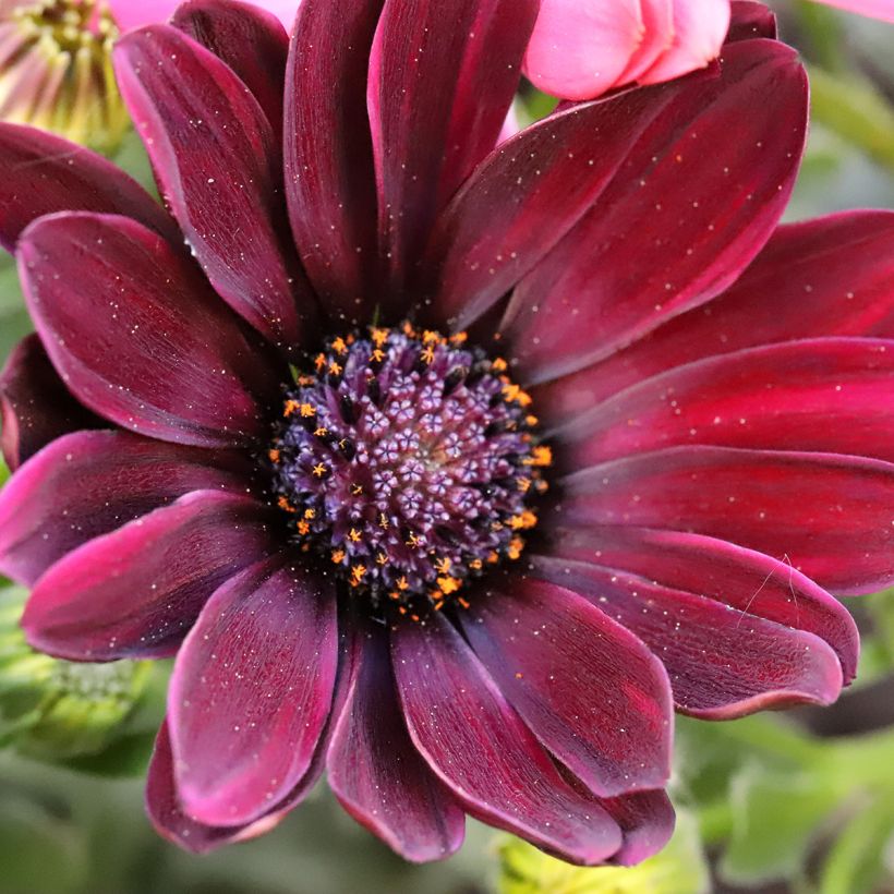 Osteospermum Dalina Red Dark - Spaanse margriet (Flowering)