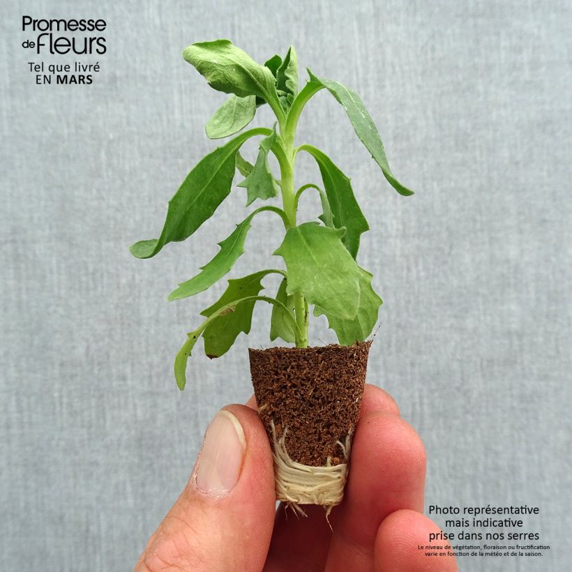 Example of Osteospermum Dalina Red Dark Mini-mot Ø 3/4 cm as you get in printemps