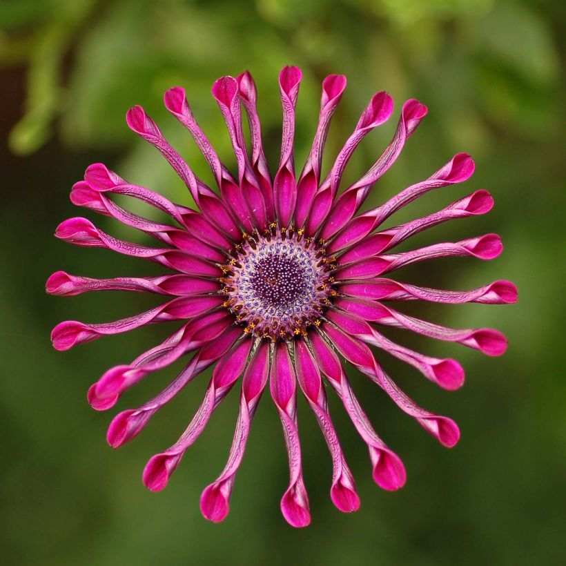 Osteospermum Flower Power Spider Purple - Spaanse margriet (Bloei)