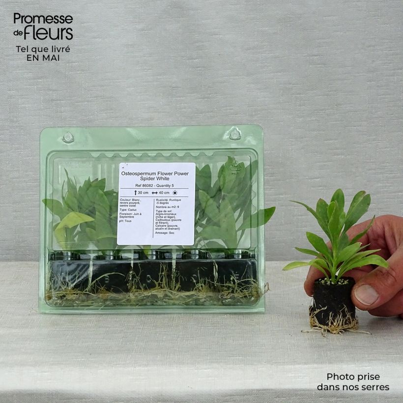 Example of Osteospermum Flower Power Spider White Mini-mot Ø 3/4 cm as you get in printemps