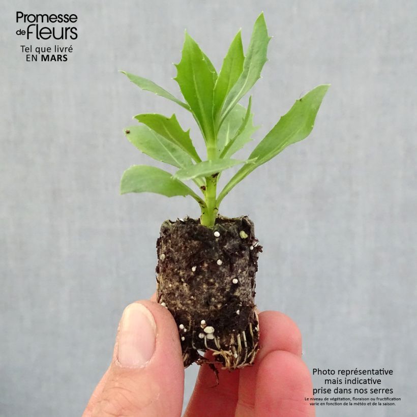 Example of Osteospermum Summersmile Cream Mini-mot Ø 3/4 cm as you get in printemps