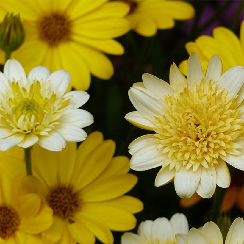 Osteospermum Summersmile Double Golden Yellow - Spaanse margriet (Bloei)