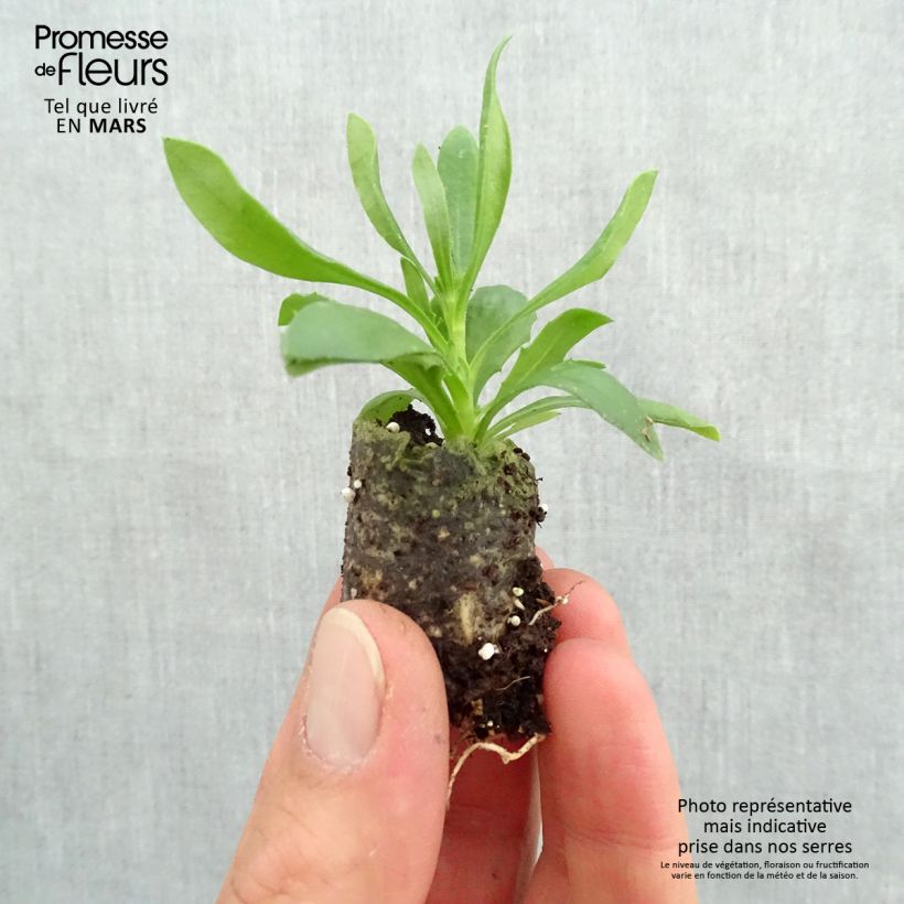 Example of Osteospermum Summersmile Soft Violet Mini-mot Ø 3/4 cm as you get in printemps