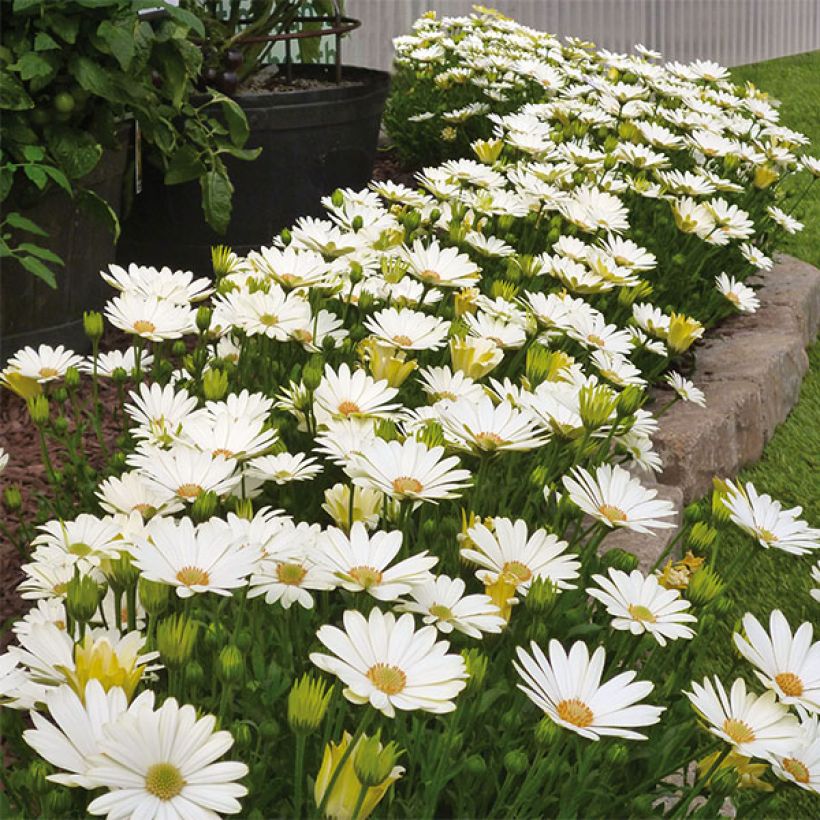 Osteospermum Summersmile Cream - Spaanse margriet (Plant habit)