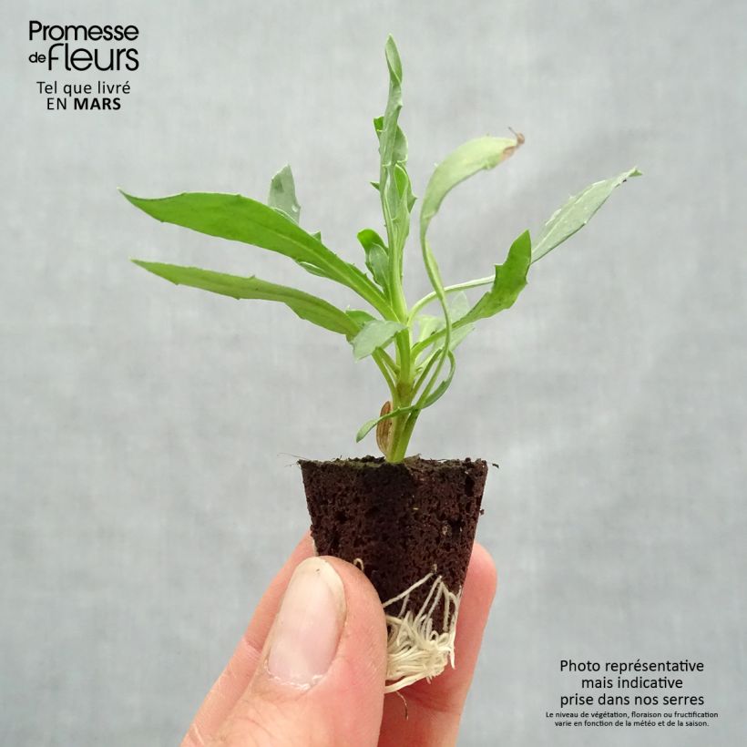 Example of Osteospermum Voltage Yellow Mini-mot Ø 3/4 cm as you get in printemps