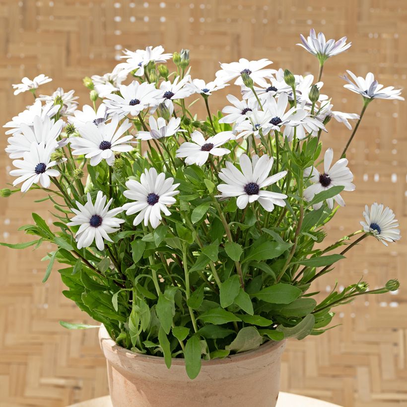 Osteospermum Glistening White (zaad) - Spaanse margriet (Groeiplaats)