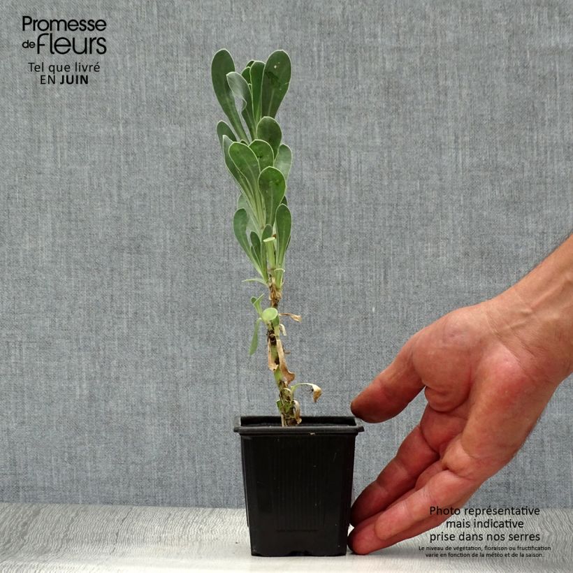 Exemplaar van Othonna cheirifolia - Othonna Kweekpotje van 8/9 cm zoals geleverd in de zomer