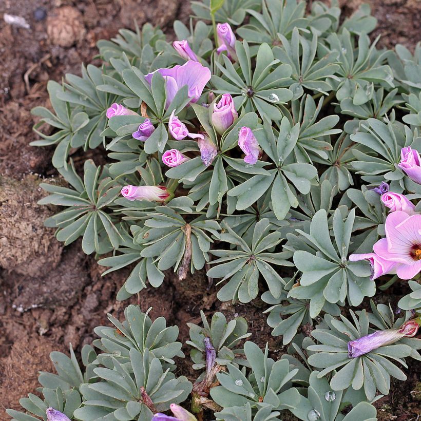 Oxalis adenophylla - Klaverzuring (Groeiplaats)