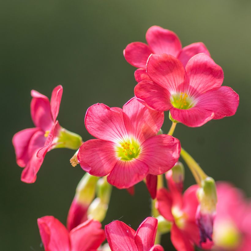 Oxalis deppei - Klaverzuring (Flowering)
