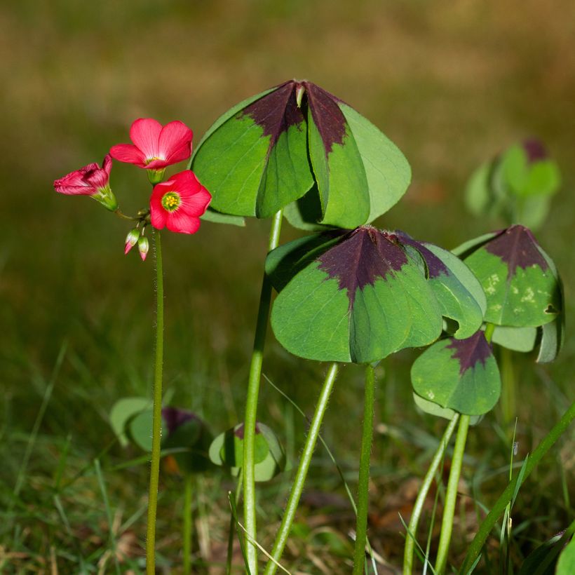 Oxalis deppei - Klaverzuring (Plant habit)
