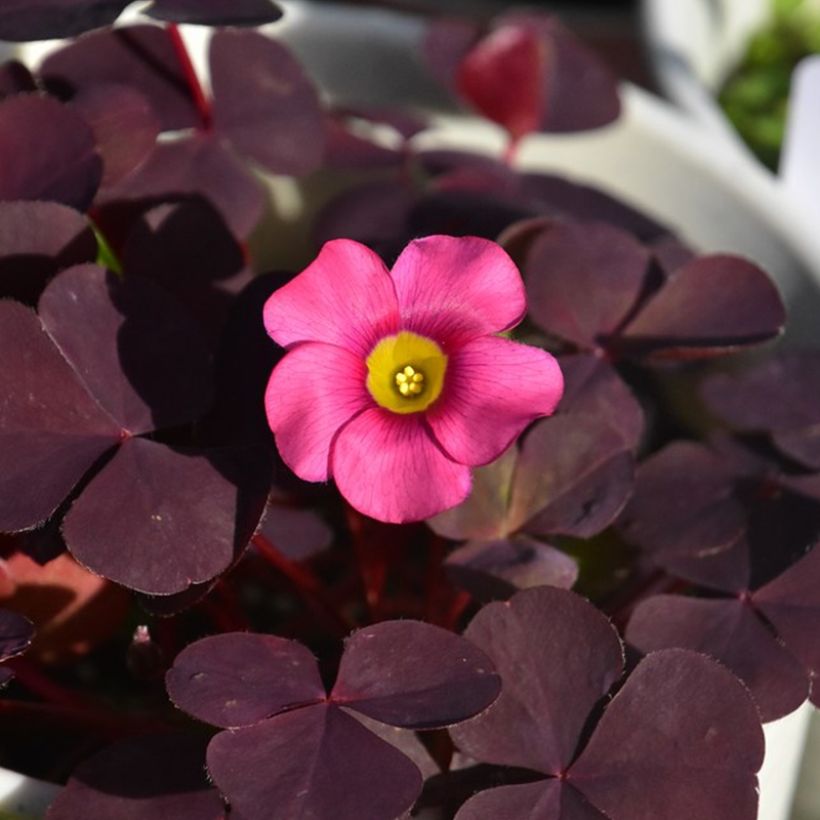 Oxalis purpurea Garnet - Klaverzuring (Bloei)