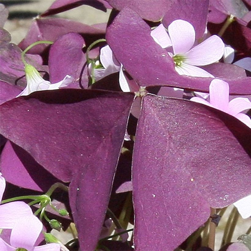 Oxalis triangularis papilionacea Atropurpurea - Klaverzuring (Blad)